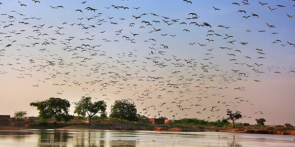 Witness thousands of Demoiselle Cranes at Kheechan village.