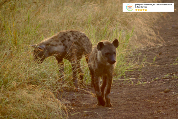 Hyena on the prowl in Sariska Tiger Reserve