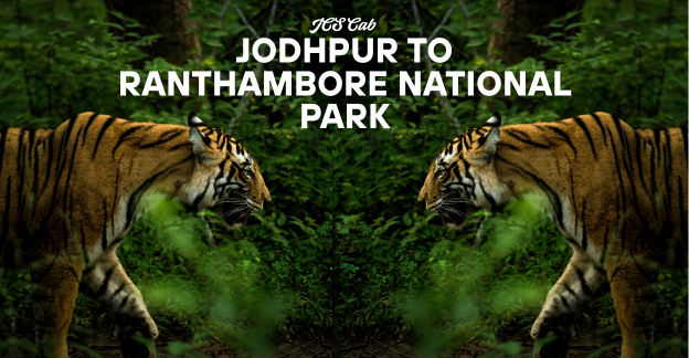 Wildlife safari vehicle in Ranthambore National Park on the Jodhpur to Ranthambore route