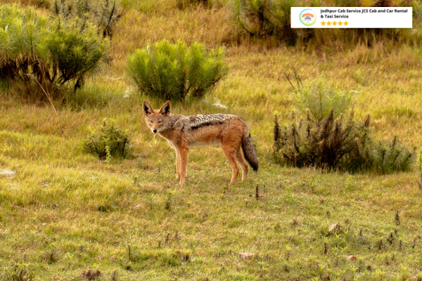 Indian jackal in Sariska Tiger Reserve grasslands