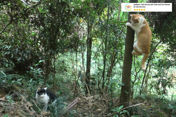 Jungle cat resting in Sariska Tiger Reserve habitat