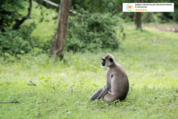 Langur monkey perched on a tree in Sariska Tiger Reserve