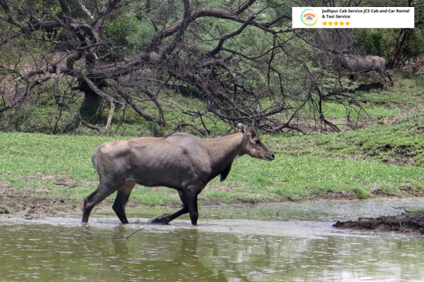Nilgai roaming freely inside Sariska Tiger Reserve