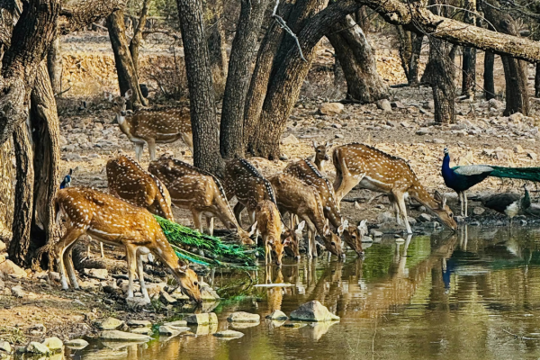 Bengal tiger sighted at Ranthambore National Park.