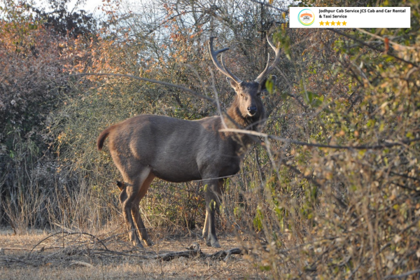 Sambar deer grazing in Sariska Tiger Reserve forest