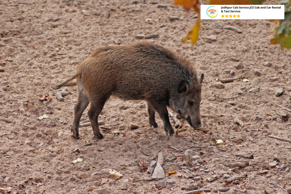 Wild boar foraging in Sariska Tiger Reserve undergrowth