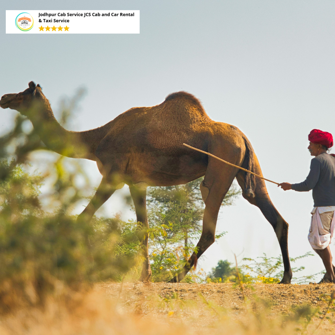 Bishnoi Village Safari – Sustainable Weekend Getaways from Jodhpur