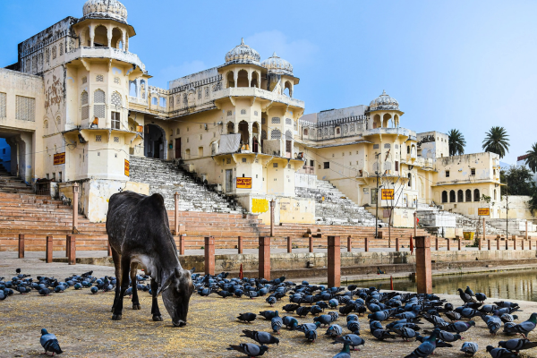 Jodhpur to Pushkar and Ajmer Tour from Jodhpur Local Sightseeing