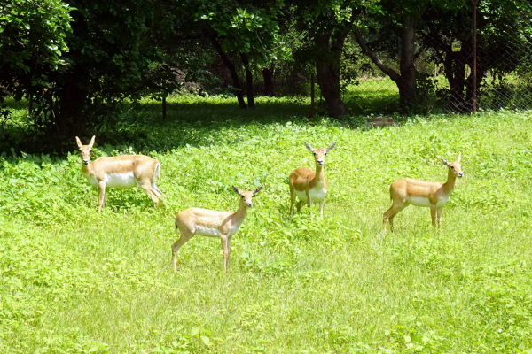 Wildlife spotting en route via Jodhpur to Ranakpur & Kumbhalgarh Taxi