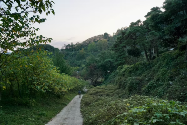 Lush green trails on Jodhpur to Ranakpur & Kumbhalgarh Taxi tour