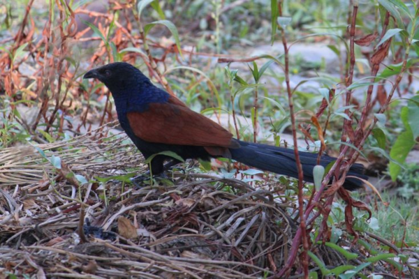 Jodhpur to Jawai Bandh bird watching experience