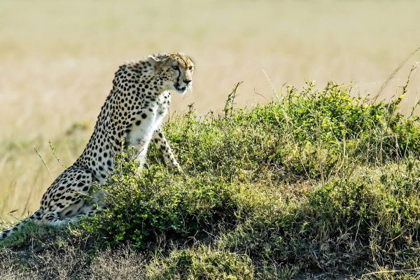 Jodhpur to Jawai Bandh leopard safari adventure