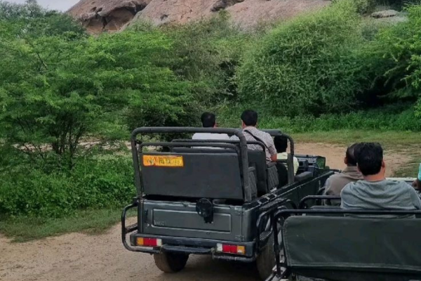 Jodhpur to Jawai Bandh village safari cultural experience