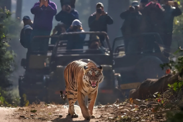 Jodhpur to Jawai Bandh wildlife photography tour